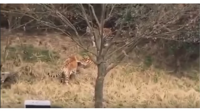 Hombre que murió atacado por un tigre en China intentaba entrar gratis al zoológico