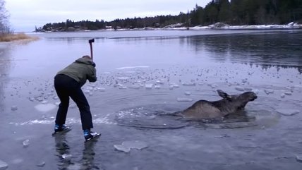   Dramático rescate de un alce atrapado en el hielo 