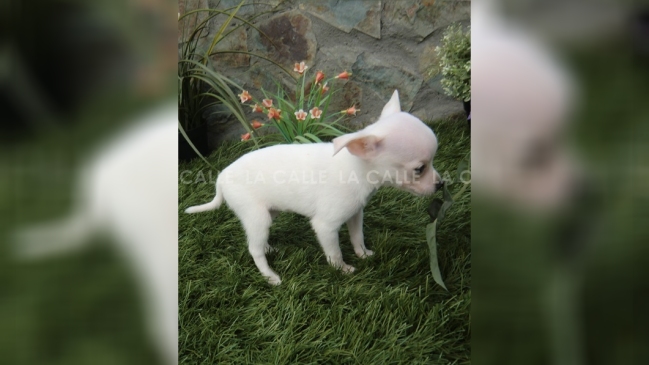 Macabro: Hombre le arrancó de un mordisco la cabeza a un chihuahua