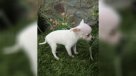 Macabro: Hombre le arrancó de un mordisco la cabeza a un chihuahua