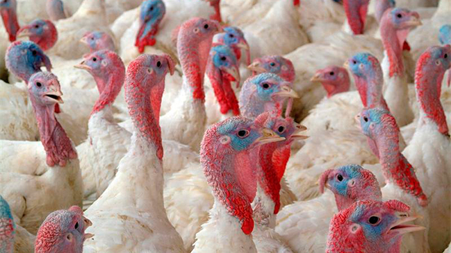 Nuevo caso de gripe aviar en Nogales