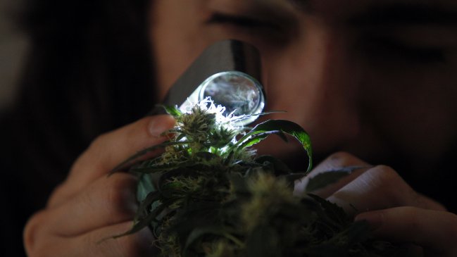 Gobierno peruano anunció proyecto de ley para legalizar uso medicinal de marihuana