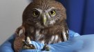 La Historia Es Nuestra: La ruta de roedores, aves y otros animales huyendo de incendios
