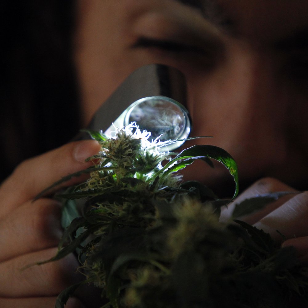 Gobierno peruano anunció proyecto de ley para legalizar uso medicinal de marihuana