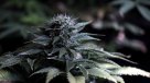 Chile es el país con mayor apoyo para legalización de marihuana en el continente