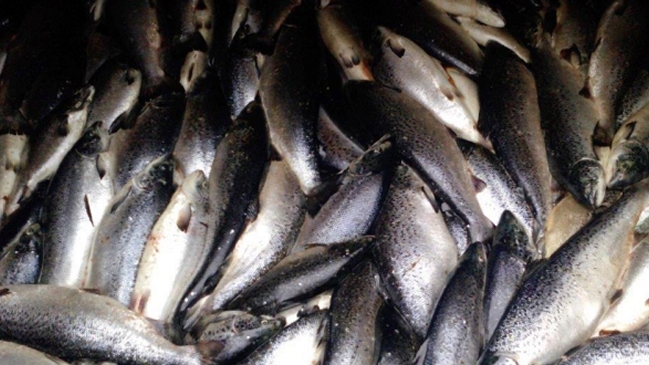 Sernapesca confirmó la muerte de 155 mil salmones en Región de Aysén