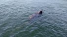 Sernapesca advierte presencia de lobo marino en lago Lanalhue