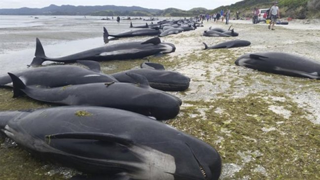 Centenares de ballenas vararon en playa de Nueva Zelanda