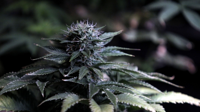 Director del Senda: La marihuana no es una puerta de entrada automática a otras drogas