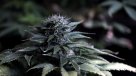 Director del Senda: La marihuana no es una puerta de entrada automática a otras drogas
