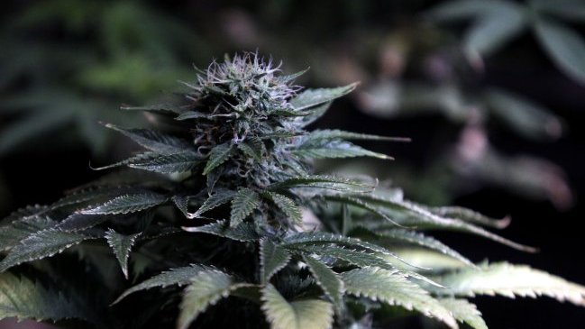 Perú creó comité de expertos para evaluar uso medicinal de la marihuana