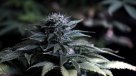Perú creó comité de expertos para evaluar uso medicinal de la marihuana
