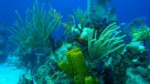 Los prados marinos reducen a la mitad la contaminación de mares y océanos
