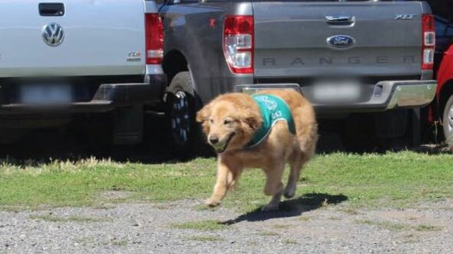 Temuco: Perro policial protagonizó millonario decomiso de cocaína