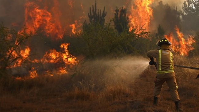 Alerta roja para Algarrobo por incendio forestal cercano a cementerio