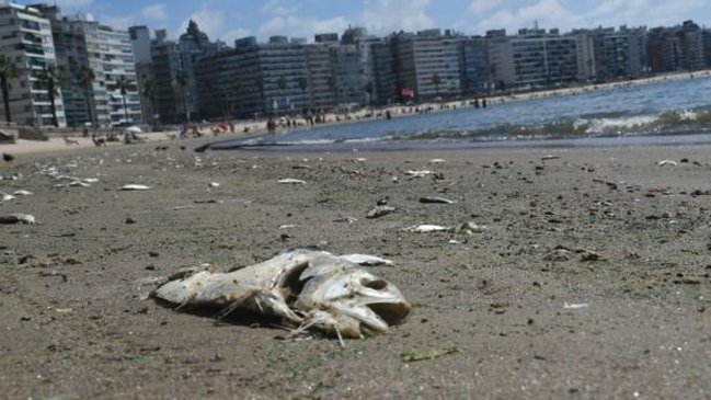 Aparecen cientos de peces muertos en Uruguay por extrema ola de calor