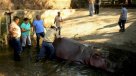 Murió hipopótamo que fue atacado por humanos en zoológico de El Salvador