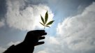Si se legaliza, Fruna elaborará productos con marihuana