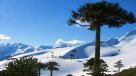 La Historia es Nuestra: ¿Por qué mueren las Araucarias en Nahuelbuta?