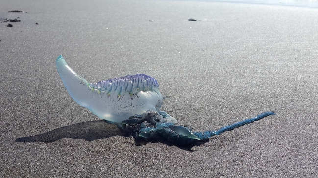 Región del Biobío: Amplían prohibición de actividades en playas por Fragata Portuguesa