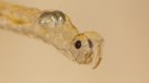 Descubren que una larva de mosca emite gases de efecto invernadero