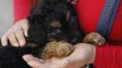 En España ya no se puede amputar la cola a los perros por motivos estéticos