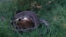 Impresionante serpiente devoró sin problemas a una hiena