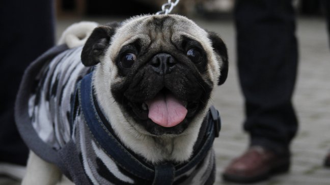 Estación Central venderá medicamentos veterinarios a bajo costo en farmacia popular