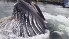 Ballena sorprendió a turistas en Alaska