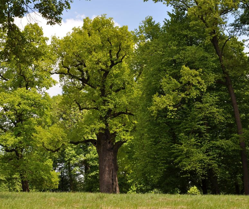 Imagen foto_00000002