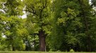 Definen al Árbol Europeo del Año: Protegió a judíos de los nazis