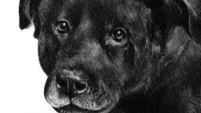 Fiscalía formalizará a los agresores del perro 