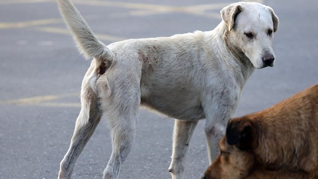 Piden investigar inesperada muerte de 15 perros y un gato en Limache