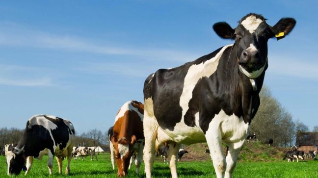 Vaca suelta en las calles de El Belloto hirió a tres personas