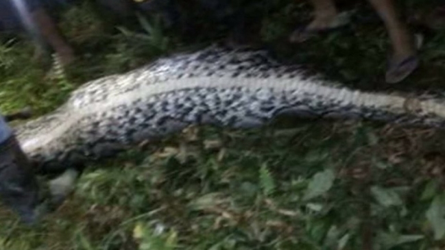 Hallan cadáver de hombre desaparecido al interior de una pitón