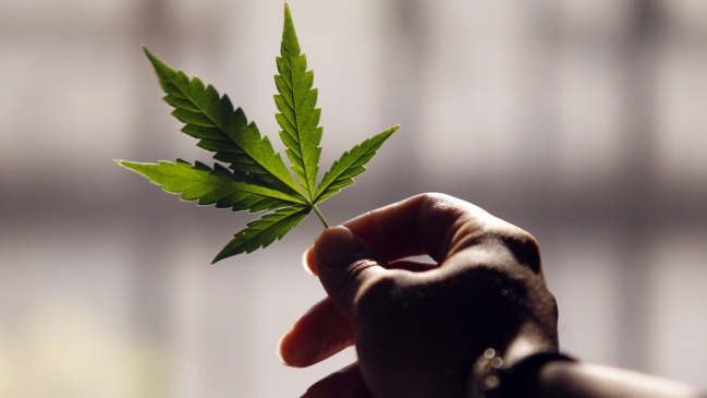 Argentina aprobó el uso medicinal de la marihuana