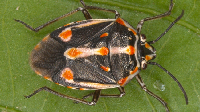 SAG: Chinche pintada fue reportada en ocho comunas de la capital