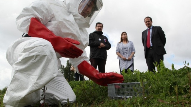 Hombre permanece grave en Hospital de Temuco tras contraer hanta