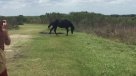 Caballo protagonizó brutal pelea contra un cocodrilo