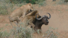 El inesperado final del ataque de dos leones a un búfalo
