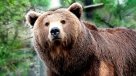 Los osos se comunican a través del olor de sus pies