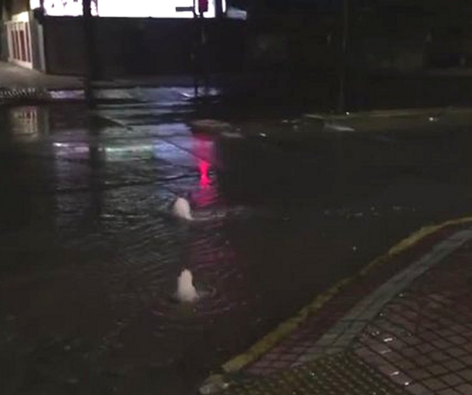 Vecinos de Puente Alto denunciaron masiva fuga de agua desde intersección de la comuna