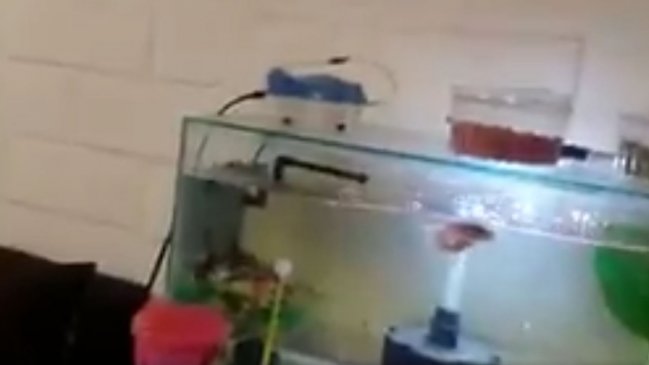 Estos son los registros del sismo que sacudió a Chile