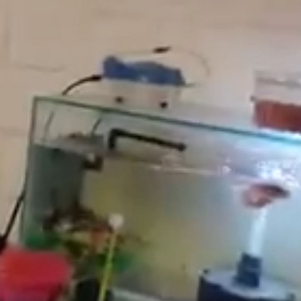 Estos son los registros del sismo que sacudió a Chile