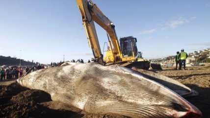   Ballena varó muerta en la bahía de Lota 