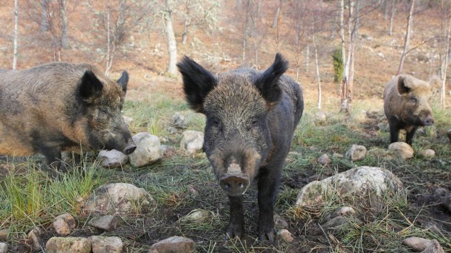 Manada de jabalíes mató a tres miembros del Estado Islámico