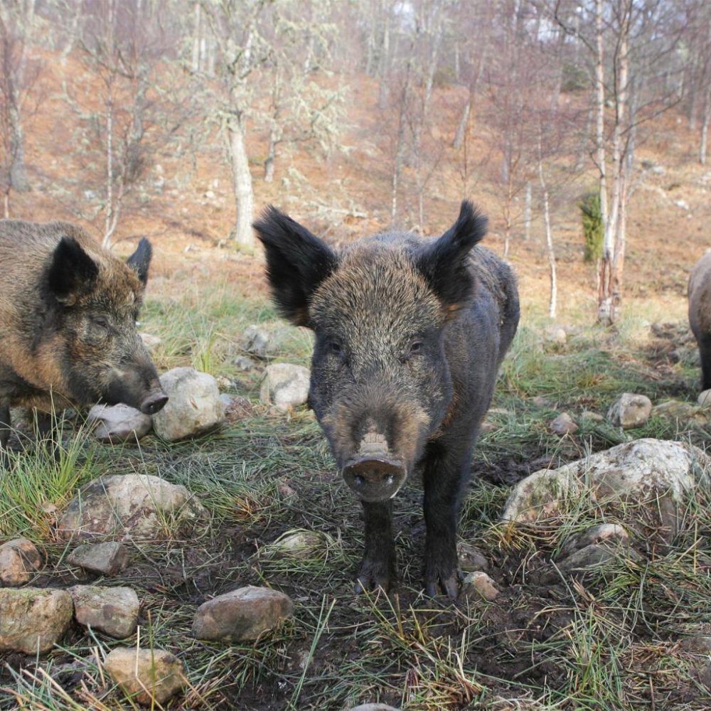 Manada de jabalíes mató a tres miembros del Estado Islámico