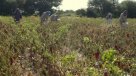 La Araucanía: Agricultores denunciaron extorsión por parte de bandas armadas