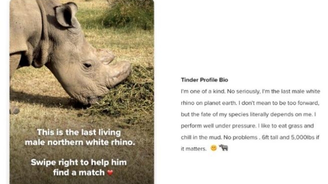 El último rinoceronte blanco recurre a Tinder para salvar la especie