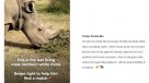 El último rinoceronte blanco recurre a Tinder para salvar la especie